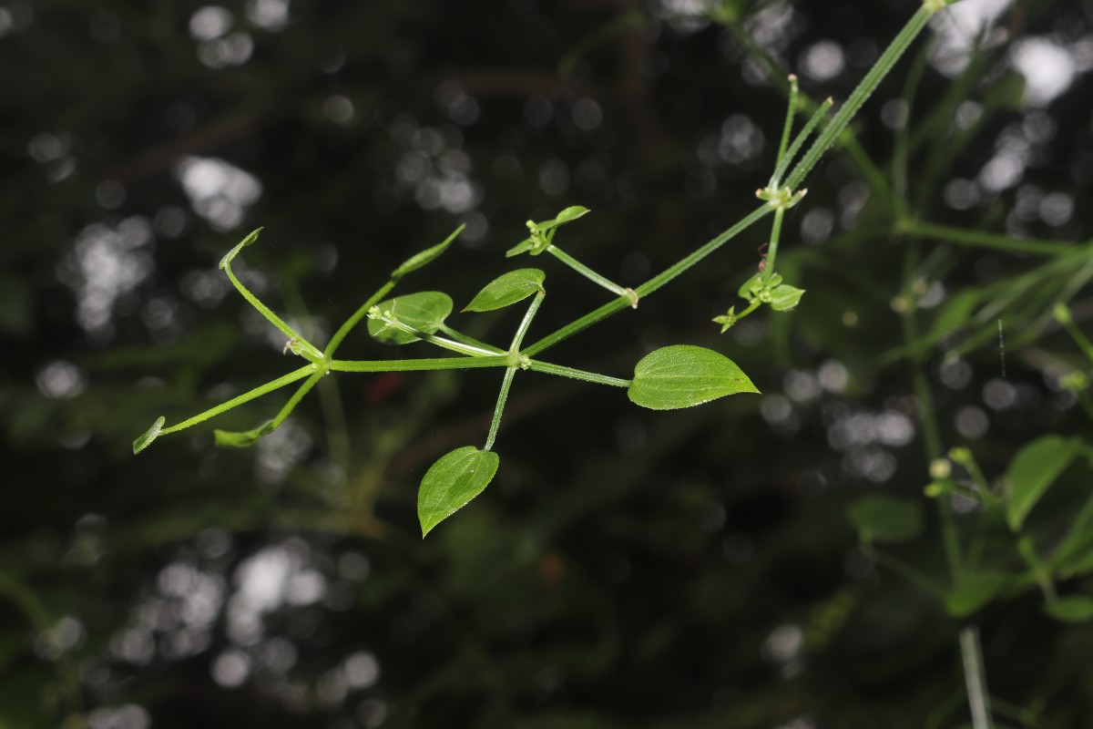 Rubia cordifolia L.